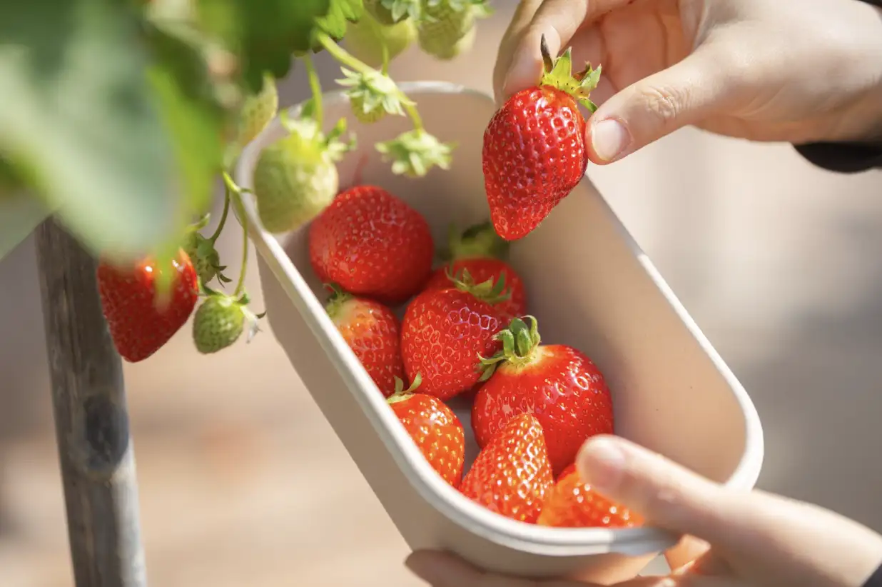 Thumbnail image of Pick fresh strawberries and make your own jam